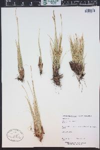 Kobresia myosuroides image