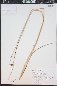 Schoenoplectus americanus image