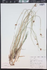 Schoenoplectus americanus image