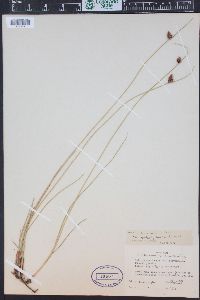 Schoenoplectus americanus image