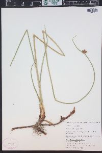 Schoenoplectus americanus image