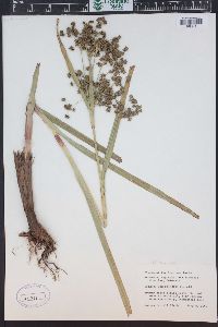 Scirpus microcarpus image