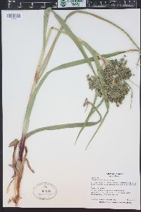 Scirpus microcarpus image