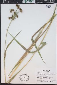 Scirpus pallidus image