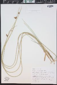 Schoenoplectus subterminalis image