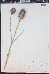 Dipsacus fullonum image