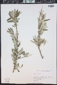 Elaeagnus angustifolia image