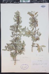 Shepherdia argentea image