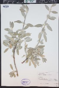 Shepherdia argentea image