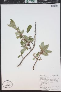 Shepherdia canadensis image