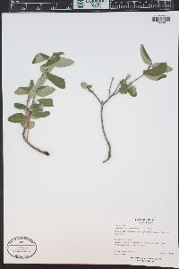 Shepherdia canadensis image