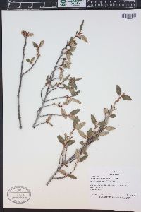 Shepherdia canadensis image