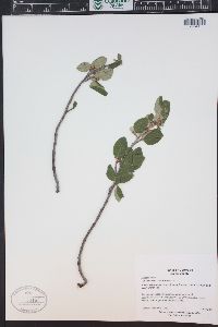 Shepherdia canadensis image