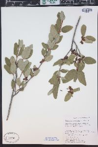 Shepherdia canadensis image