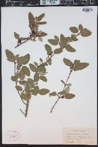 Shepherdia canadensis image