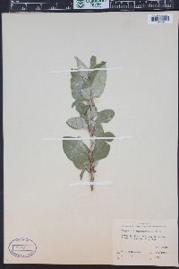 Shepherdia canadensis image