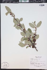 Shepherdia canadensis image