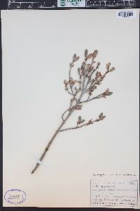 Shepherdia canadensis image