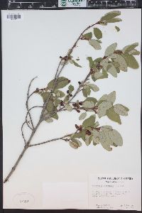 Shepherdia canadensis image