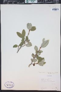 Shepherdia canadensis image