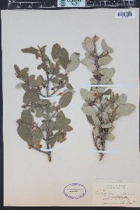 Shepherdia canadensis image