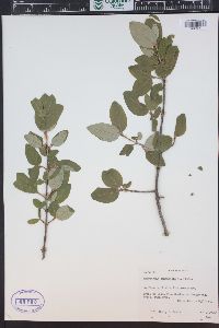 Shepherdia canadensis image