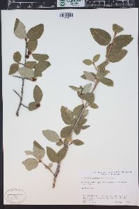 Shepherdia canadensis image