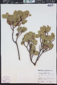 Arctostaphylos patula image