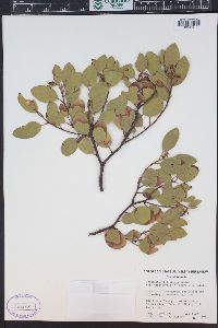 Arctostaphylos patula image