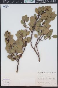 Arctostaphylos patula image