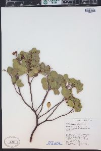 Arctostaphylos patula image