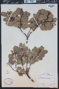 Arctostaphylos patula image