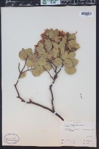 Arctostaphylos patula image