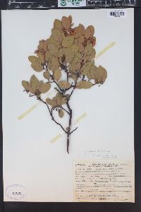 Arctostaphylos patula image