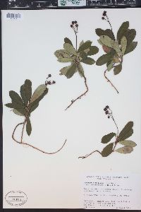 Chimaphila umbellata image