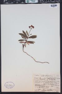 Chimaphila umbellata image