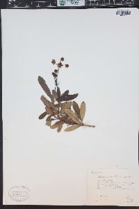 Chimaphila umbellata image