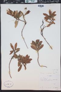 Chimaphila umbellata image