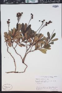 Chimaphila umbellata image