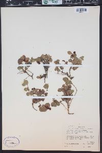 Gaultheria humifusa image