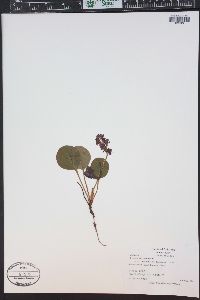 Pyrola asarifolia image