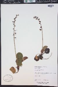 Pyrola asarifolia image