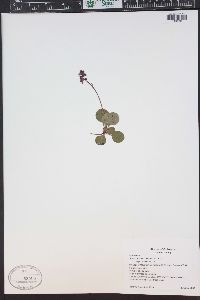 Pyrola asarifolia image