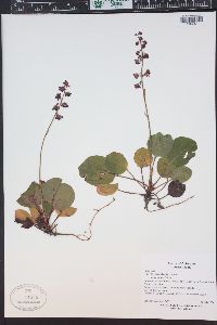 Pyrola asarifolia image