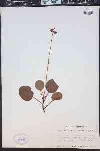 Pyrola asarifolia image