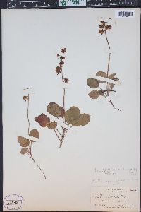 Pyrola asarifolia image