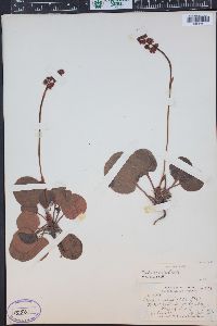 Pyrola asarifolia image