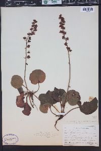 Pyrola asarifolia image