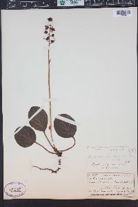 Pyrola asarifolia image