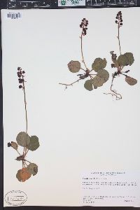 Pyrola asarifolia image